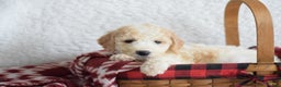 Goldendoodle dogs for sale: Goldendoodle Puppy 1 - Ad 11