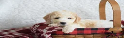 Goldendoodle dogs for sale: Goldendoodle Puppy 8 - Ad 13