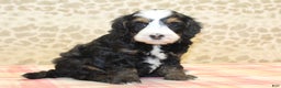 Mini Bernedoodle dogs for sale: Nate - Ad 11
