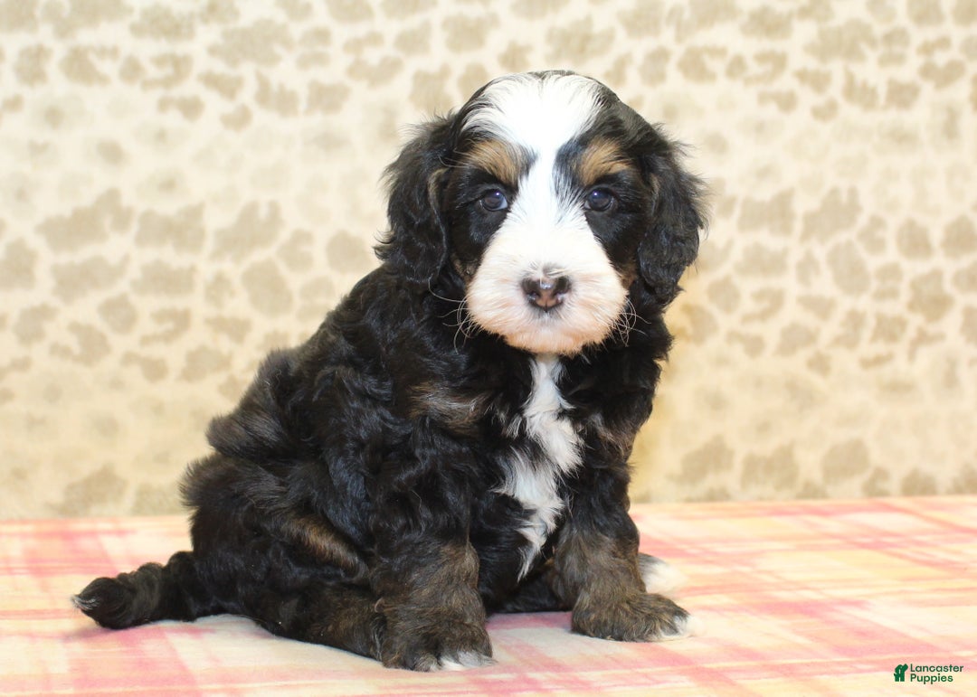 Mini Bernedoodle dogs for sale: Nate - Ad 11