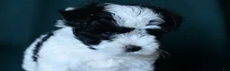 Mixed Breed dogs for sale: Patches  - Ad 5
