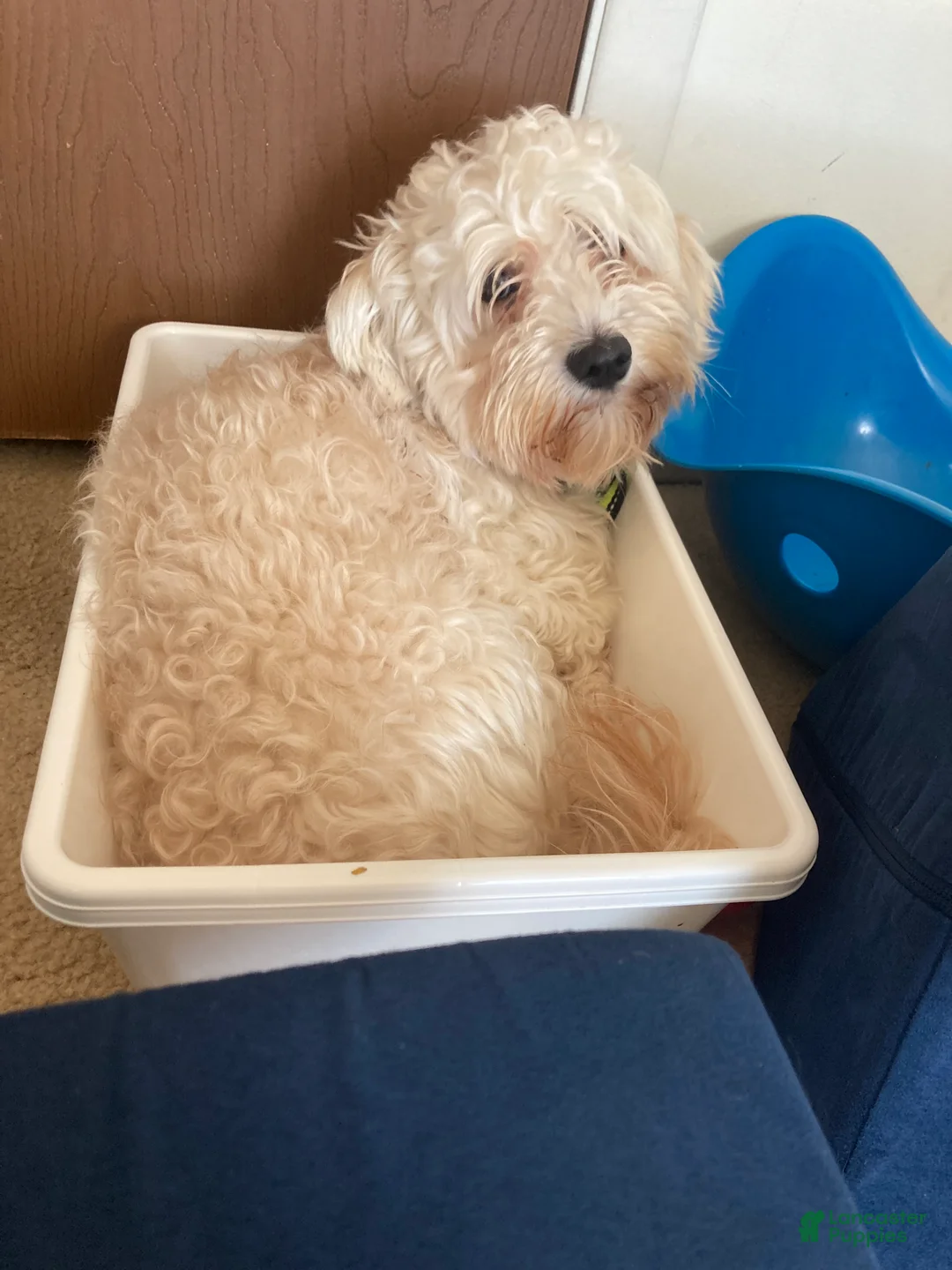 Havanese dogs for stud: Tuffy - Ad 2