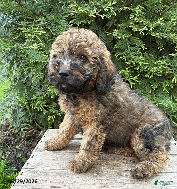 Whoodle dogs Dolly - Ad 2