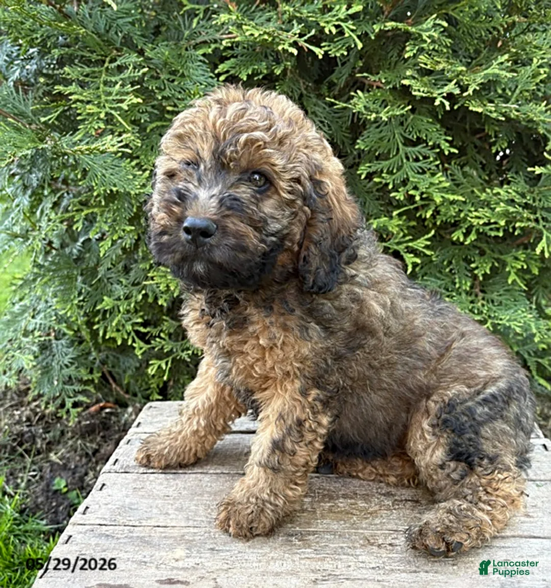 Whoodle dogs for sale: Dolly - Ad 2