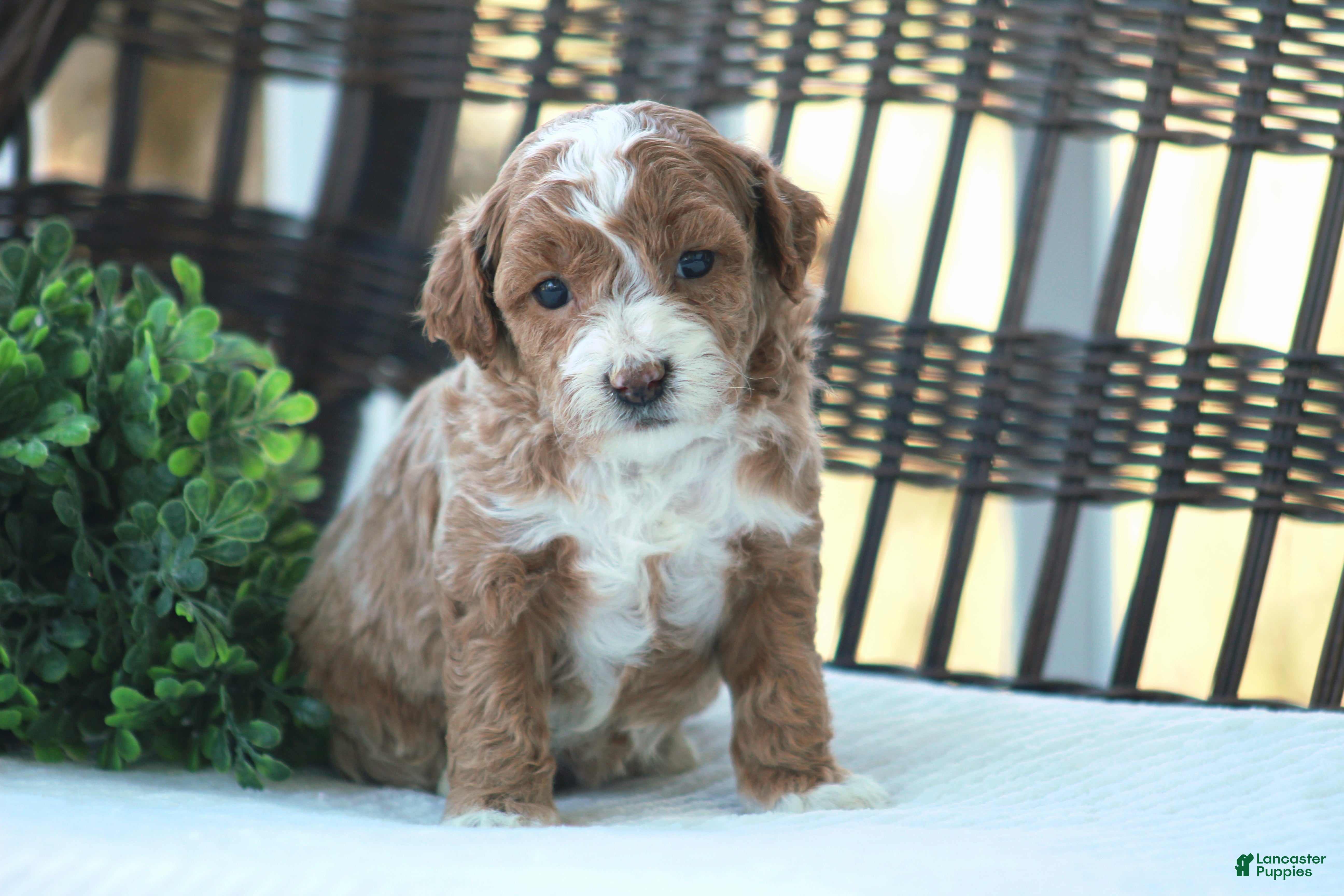 Bichpoo dogs Bailey - Ad 1