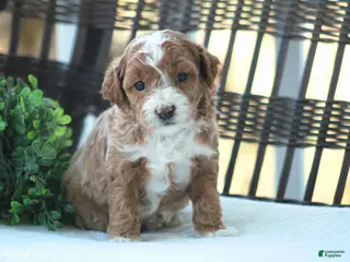 Bichpoo dogs for sale: Bailey - Ad 4