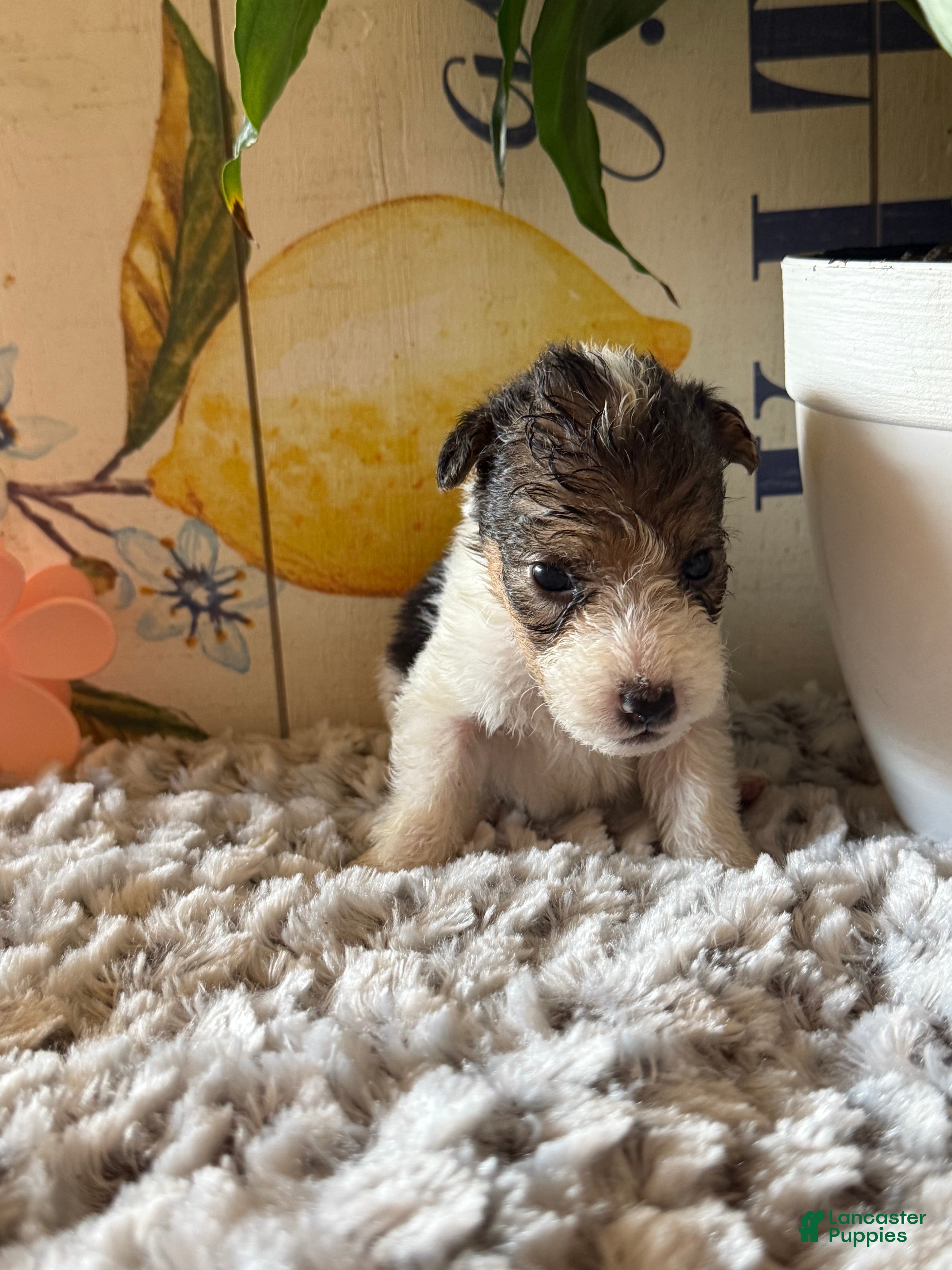 Wire Fox Terrier dogs Gazelle - Ad 2