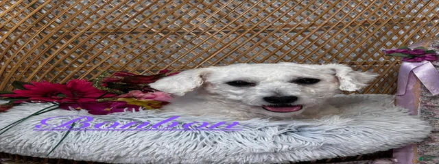 Bonbon