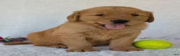 Golden Retriever dogs for sale: Parker - Ad 10