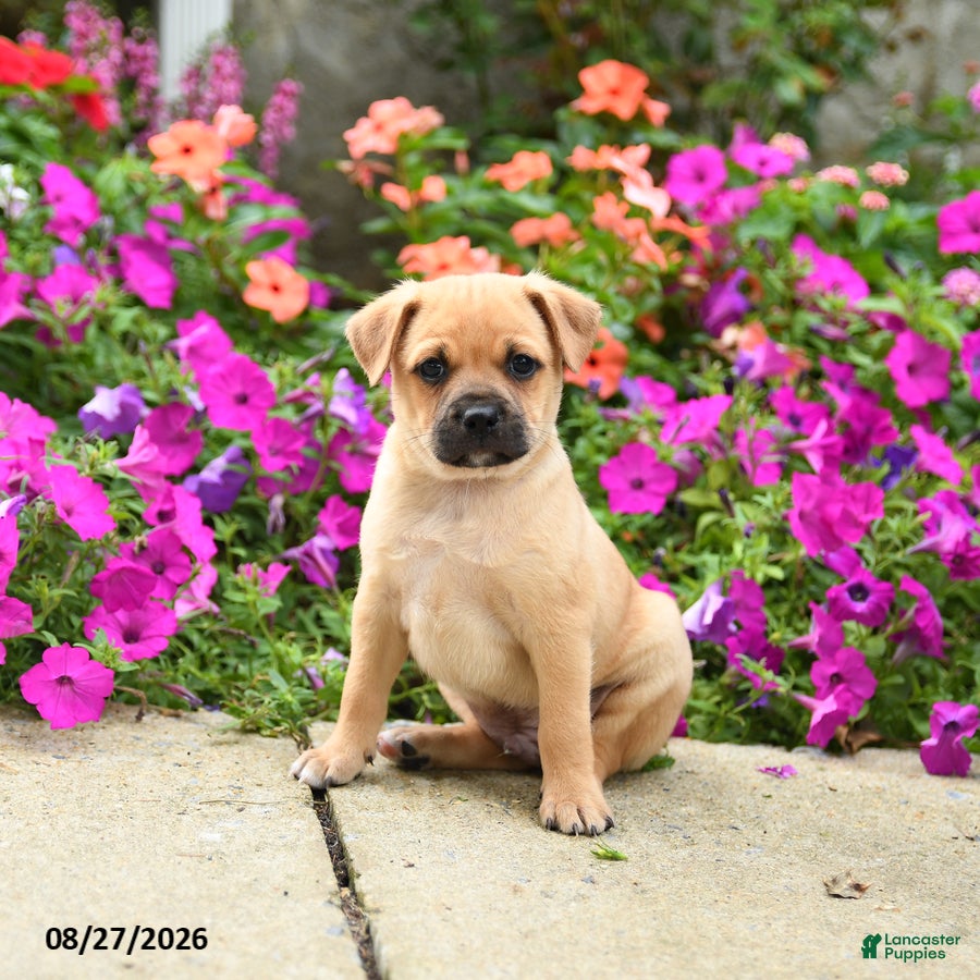 Mixed Breed dogs Titus - Ad 1
