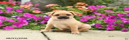 Mixed Breed dogs for sale: Titus - Ad 1