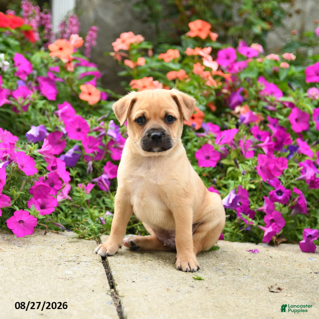 Mixed Breed dogs for sale: Titus - Ad 1
