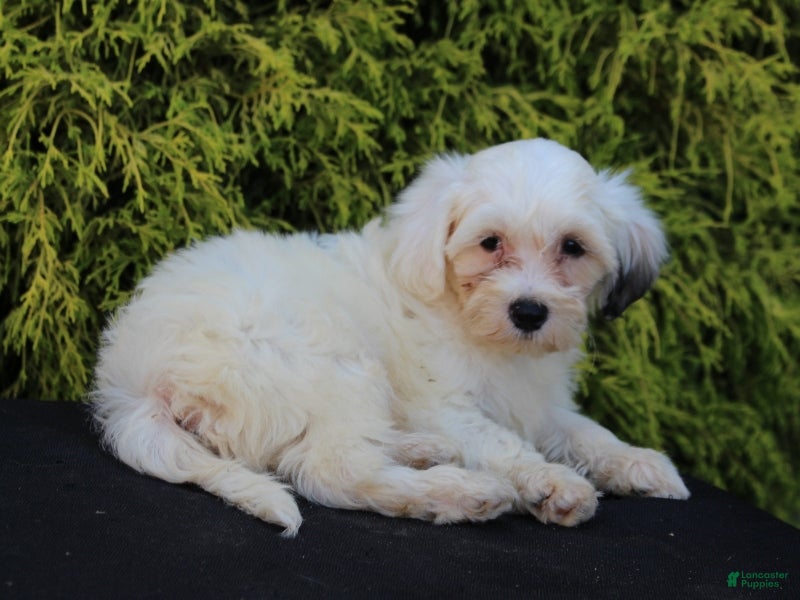 Teddy Bear dogs Hemlock - Ad 2