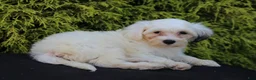 Teddy Bear dogs for sale: Hemlock - Ad 2