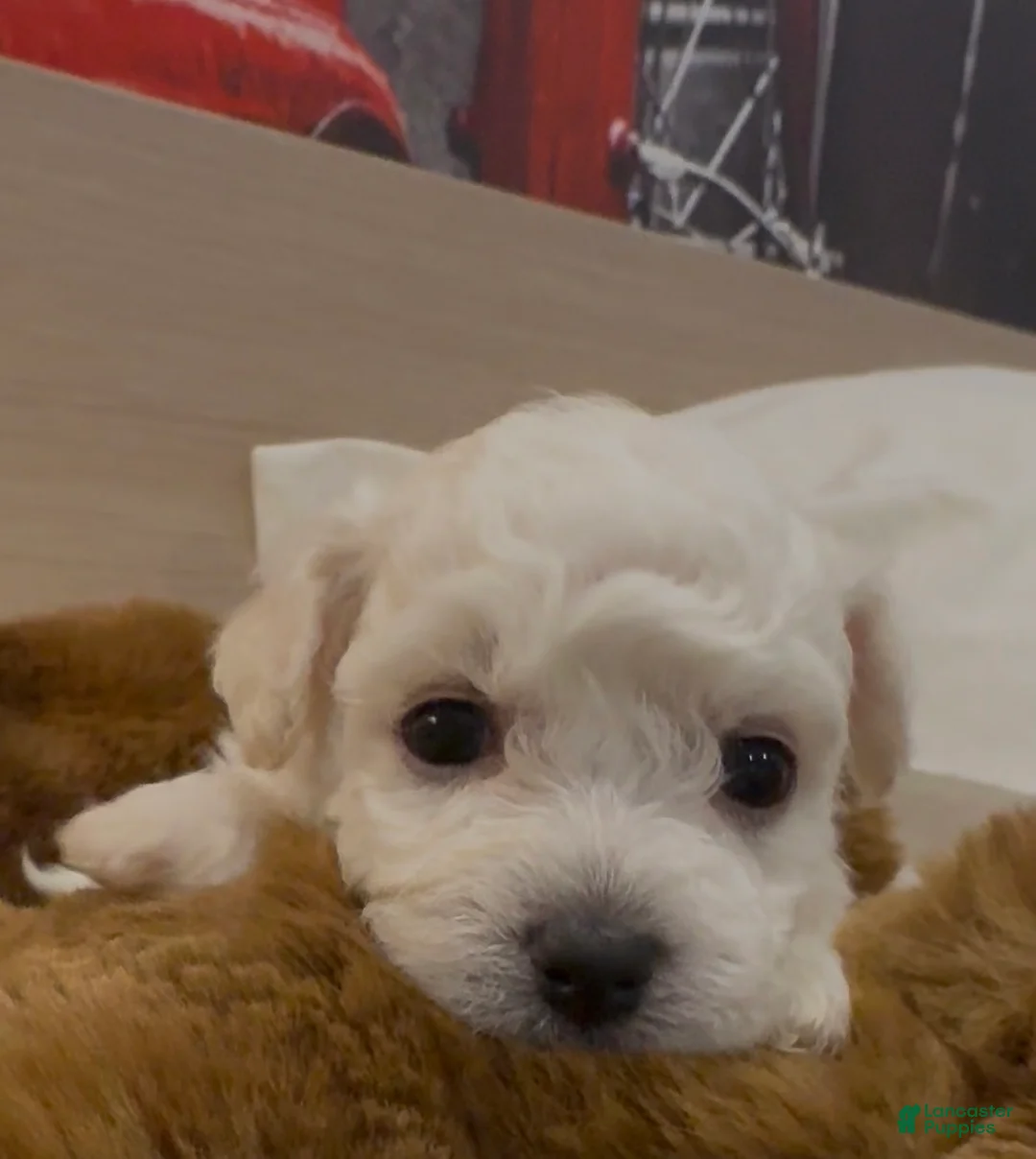 Bichon Frise dogs for sale: Bichon Frise Puppy 3 - Ad 1