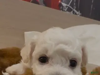 Bichon Frise dogs Bichon Frise Puppy 3 - Ad 2