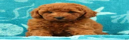Mini Goldendoodle dogs for sale: Amber - Ad 8