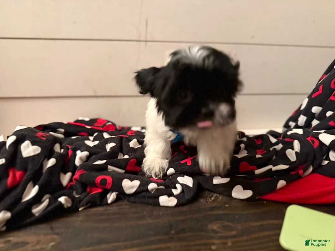 Shihpoo dogs for sale: Boq  - Ad 18