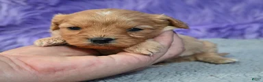 Cavapoo 3