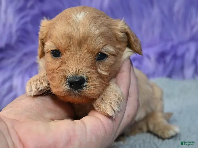 Cavapoo dogs for sale: Cavapoo 3 - Ad 1
