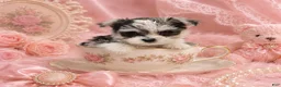 Morkie dogs for sale: Teacup Morkies - Ad 1