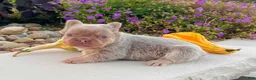 French Bulldog dogs for sale: Fancy Newshade - Ad 5