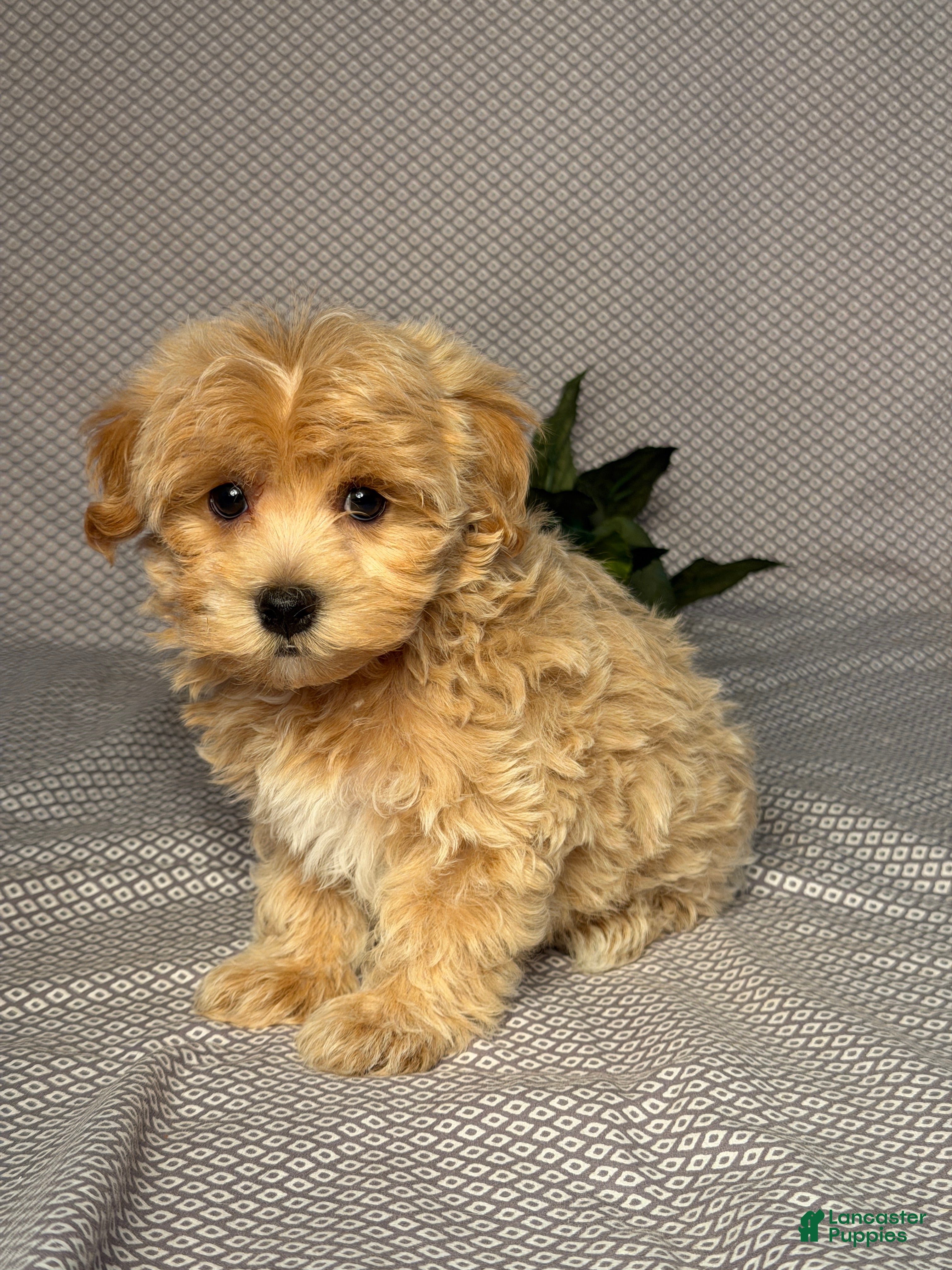 Maltipoo dogs Benji  - Ad 2