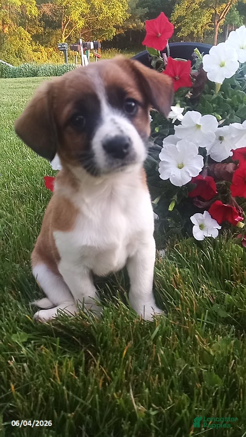 Mixed Breed dogs for sale: Sheila - Ad 8