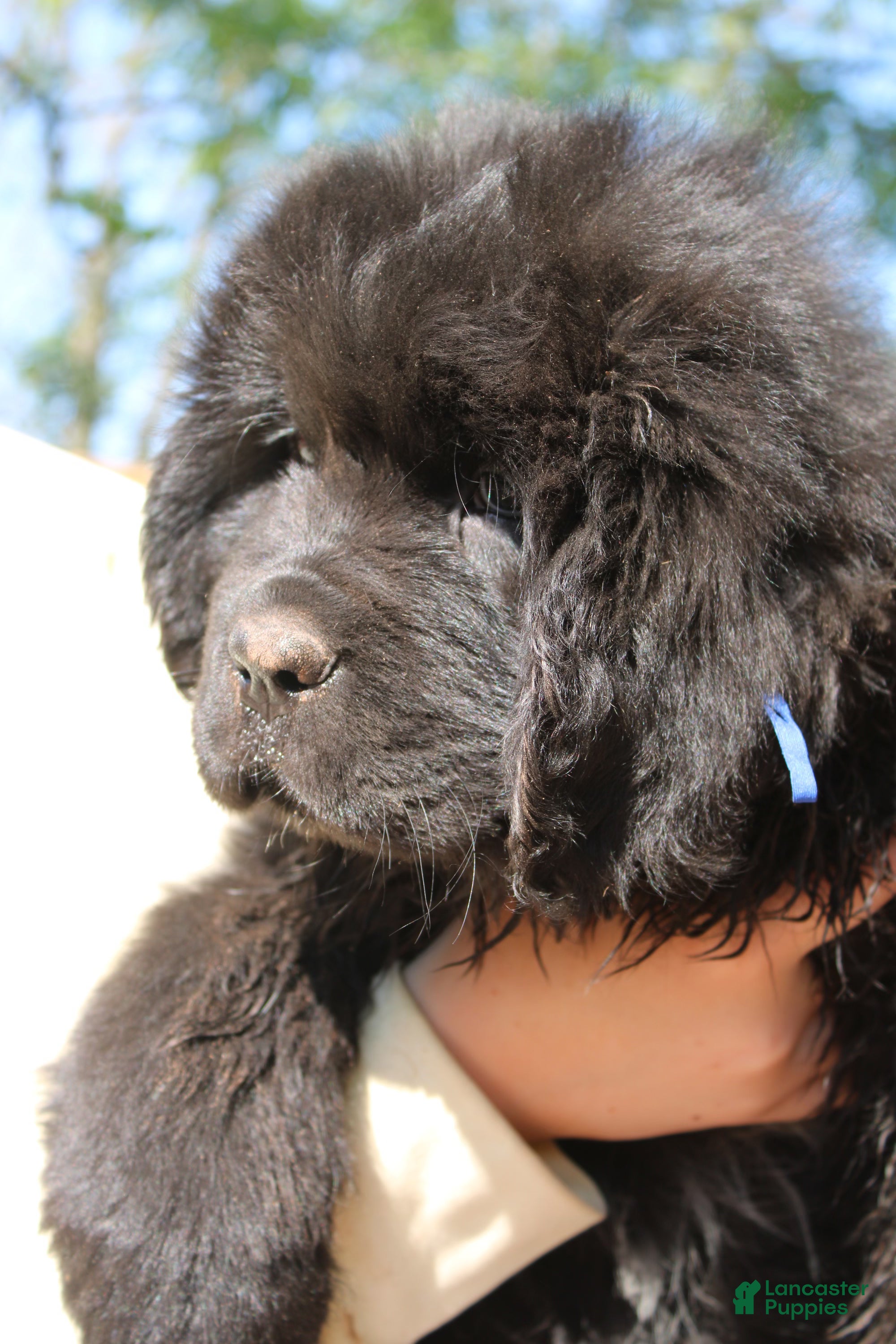 Newfoundland dogs Monarch - Ad 1