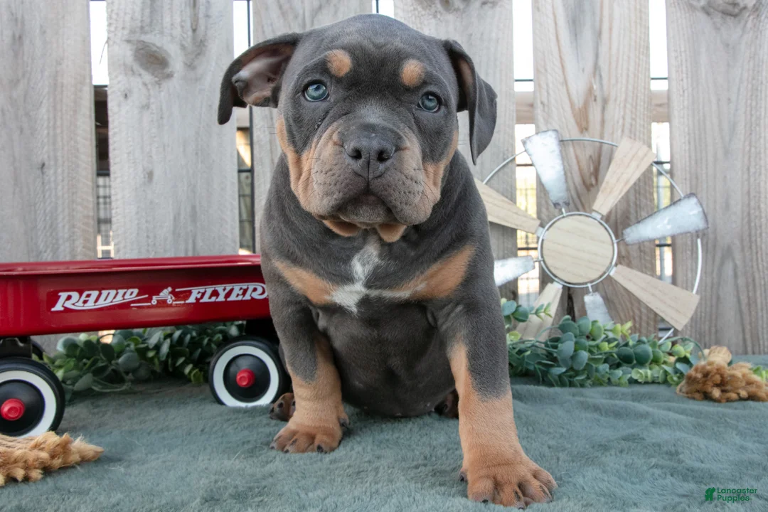 American Bully dogs for sale: Ember - Ad 2