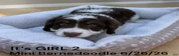 Mini Bernedoodle dogs for sale: Mini Bernedoodle 3 - Ad 2