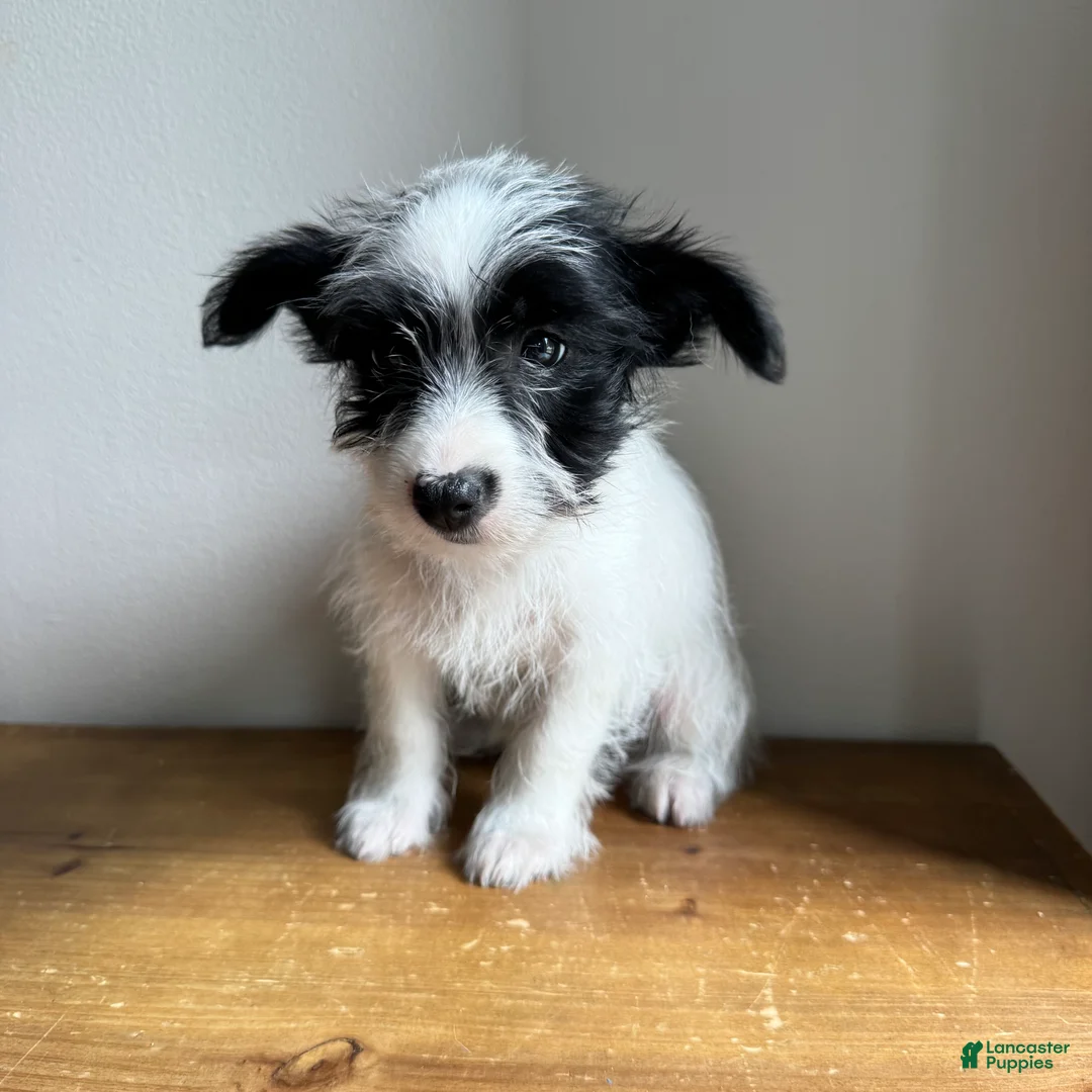 Chorkie dogs for sale: Cannoli - Ad 5