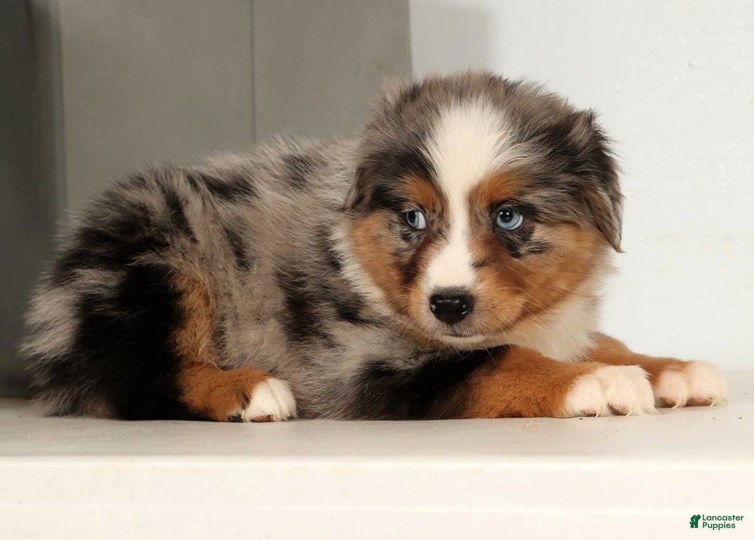 Miniature Australian Shepherd dogs for sale: Dolly - Ad 7