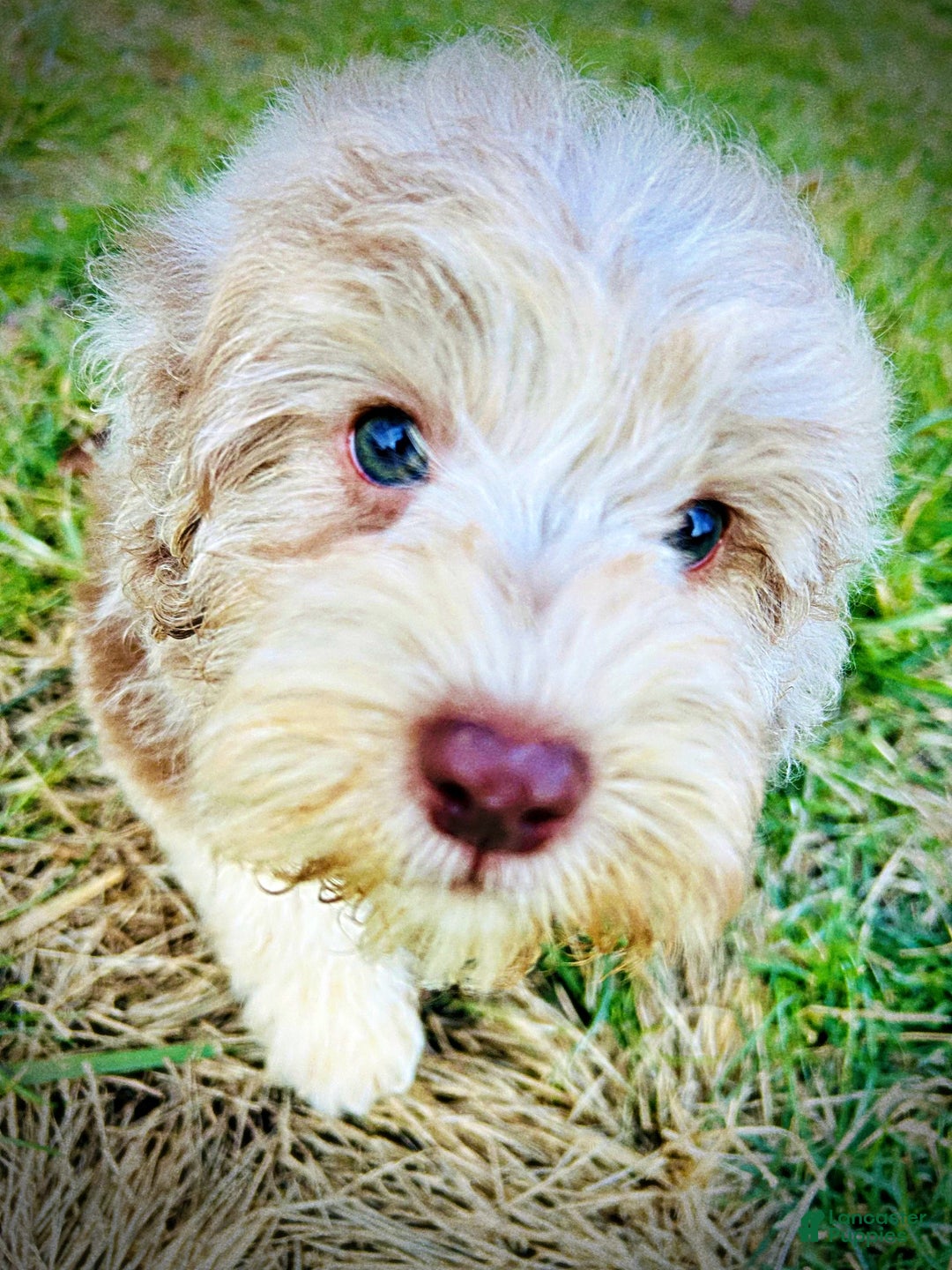 Havapoo dogs for sale: Valor - Ad 6