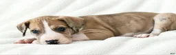 Great Dane dogs for sale: Teno  - Ad 3