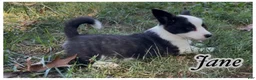 Welsh Corgi Cardigan dogs for sale: AKC Jane - Ad 2