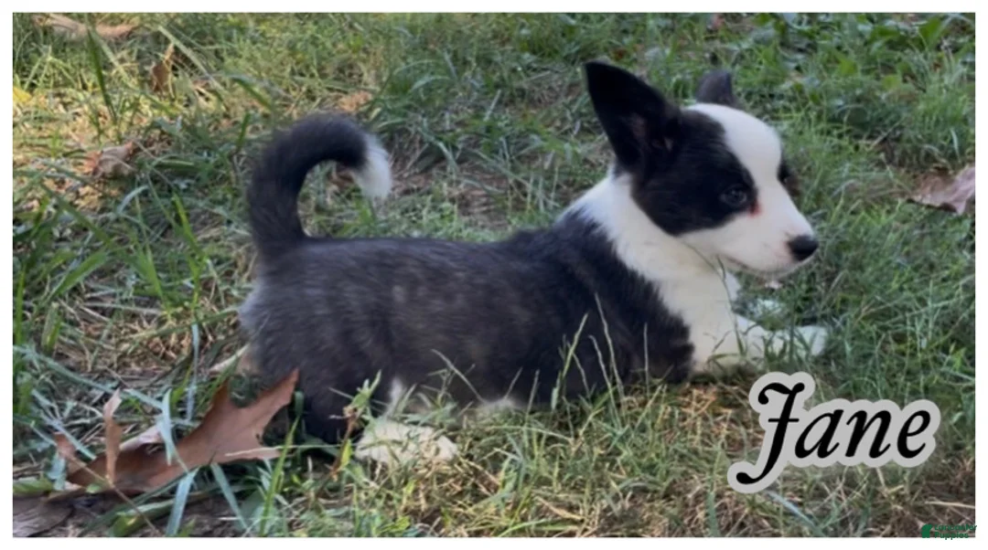 Welsh Corgi Cardigan dogs for sale: AKC Jane - Ad 2