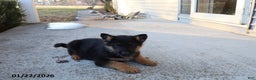 German Shepherd dogs for sale: Troy - Ad 3