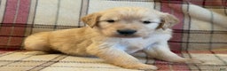 Golden Retriever dogs for sale: Sammy - Ad 3
