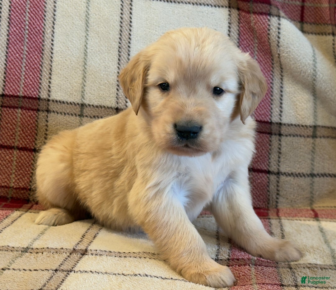 Golden Retriever dogs for sale: Sammy - Ad 3