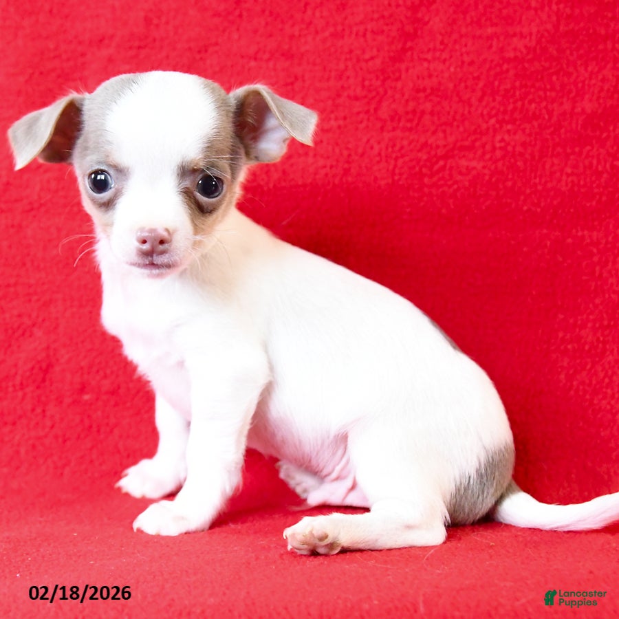 Chihuahua dogs Chico - Ad 1