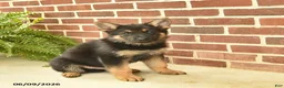 German Shepherd dogs for sale: Bowe - Ad 3