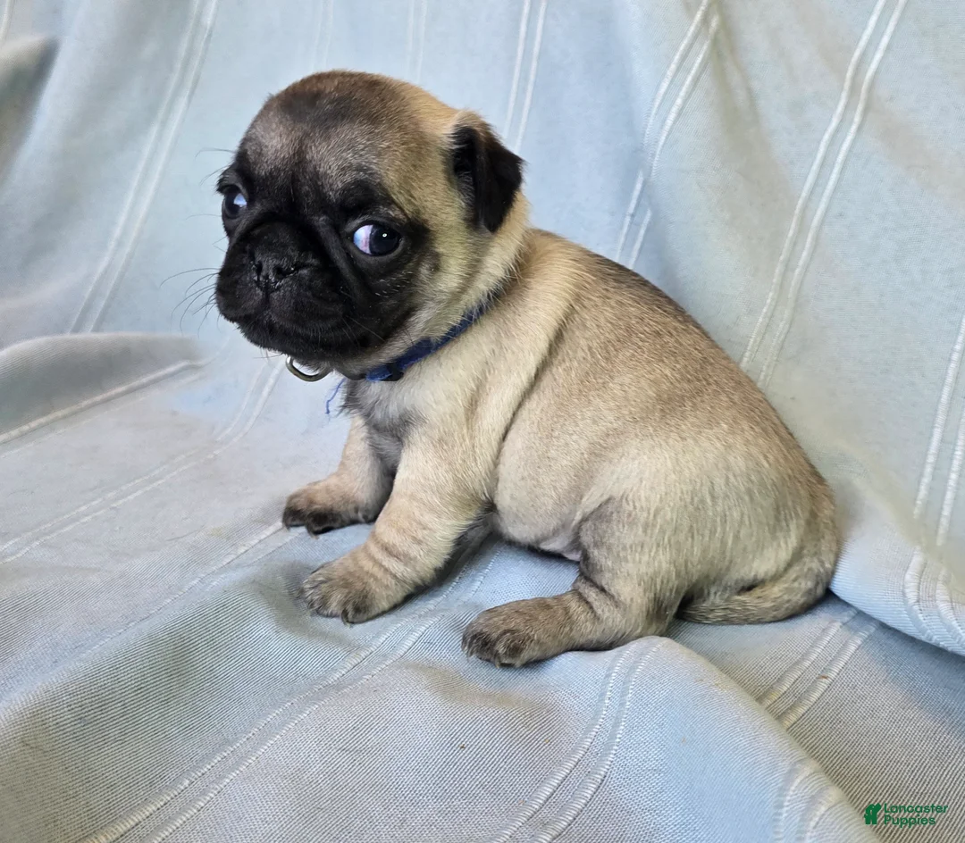 Pug dogs for sale: Harmony - Ad 8