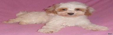 Lola