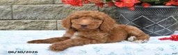 Goldendoodle dogs for sale: Milo - Ad 4