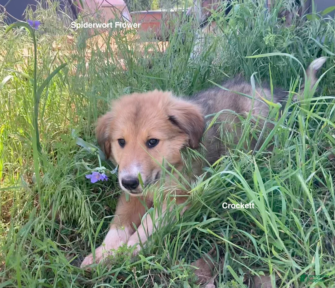 Collie dogs for sale: Crockett - Ad 2