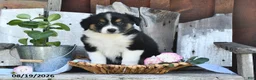 Australian Shepherd dogs for sale: Tim - Ad 3