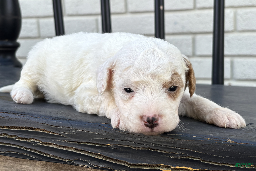 Mini Goldendoodle dogs Mozzarella - Ad 20