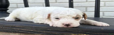 Mozzarella