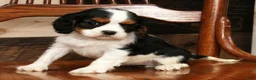 Cavalier King Charles Spaniel dogs for sale: Sarah - Ad 8